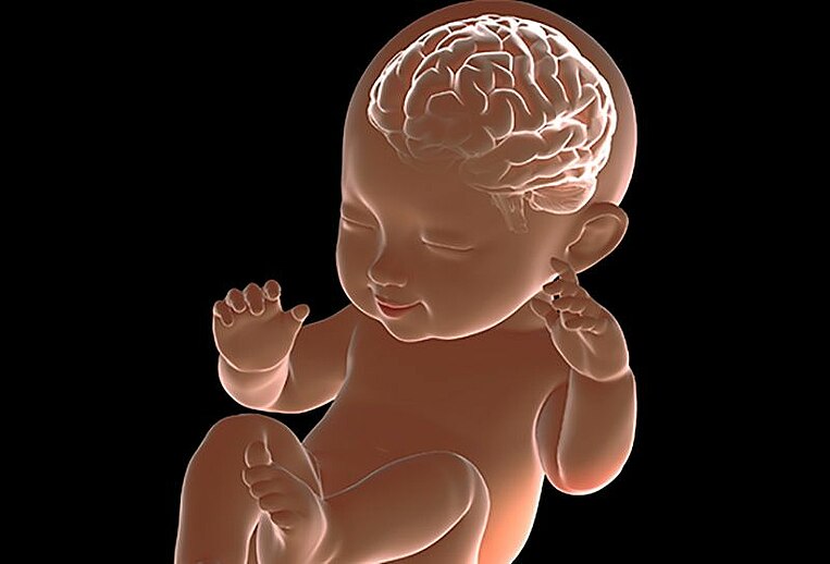 Schematische Darstellung eines Babys mit Darstellung des Gehirns Schematische Darstellung eines Babys mit Darstellung des Gehirns