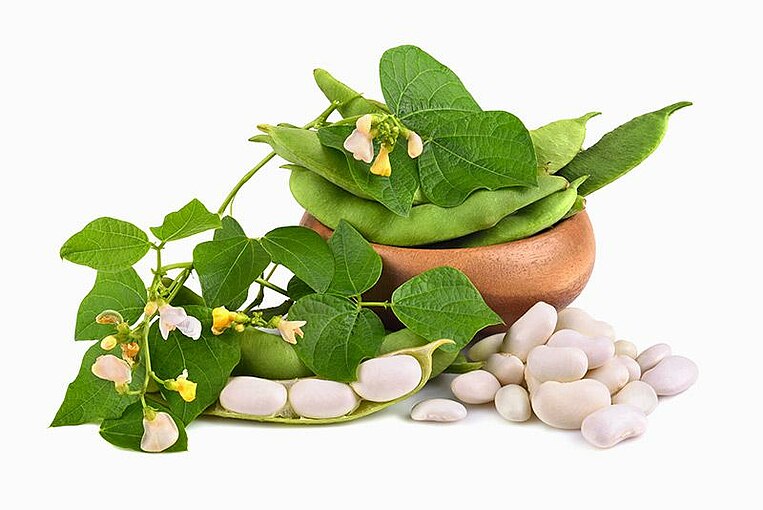 Immagine di una pianta di soia con semi Immagine di una pianta di soia con semi