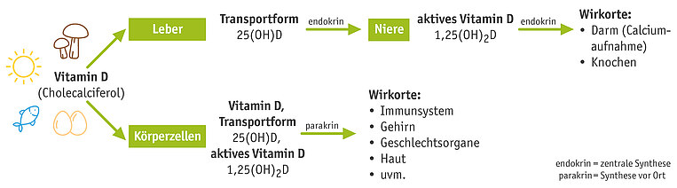 Darstellung des Vitamin-D-Stoffwechsels Darstellung des Vitamin-D-Stoffwechsels