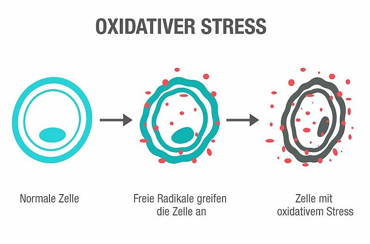 Illustration von einer gesunden Zelle bis hin zu einer Zelle mit oxidativen Stress Illustration von einer gesunden Zelle bis hin zu einer Zelle mit oxidativen Stress