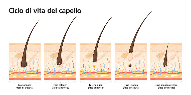 Immagine del ciclo di crescita del capello Immagine del ciclo di crescita del capello