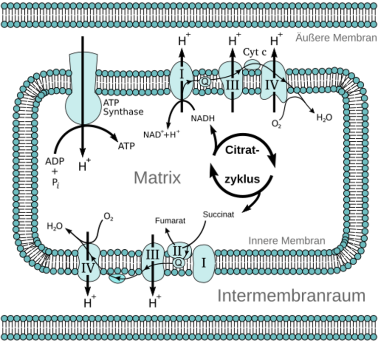 Mitochondriale Elektronentransportkette
