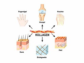 Schaubild Kollagenvorkommen im Körper