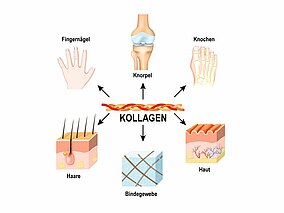 Schaubild Kollagenvorkommen im Körper