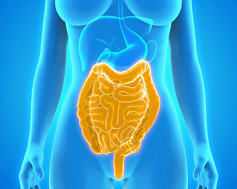 Illustrative Darstellung eines Magen-Darm-Trakts Illustrative Darstellung eines Magen-Darm-Trakts