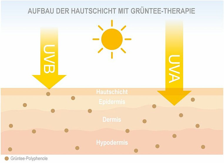 Abbildung zum Aufbau der Hautschichten mit der Grüntee-Therapie UV-Strahlungen Abbildung zum Aufbau der Hautschichten mit der Grüntee-Therapie UV-Strahlungen