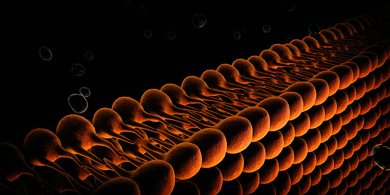 Illustration der Zellmembran Illustration der Zellmembran