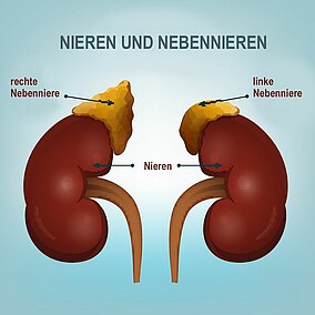 Abbildung der Nieren mit Nebennieren