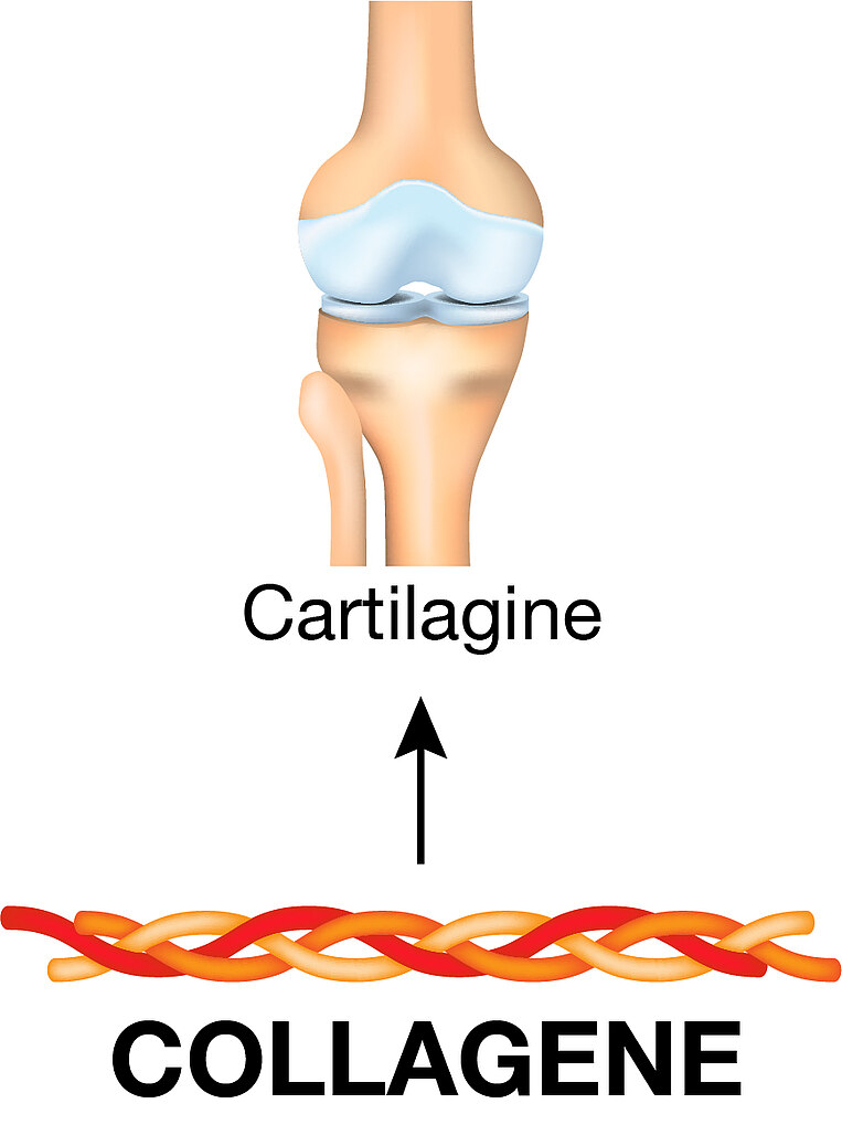 Illustrazione di collagene e cartilagine in un'articolazione Illustrazione di collagene e cartilagine in un'articolazione