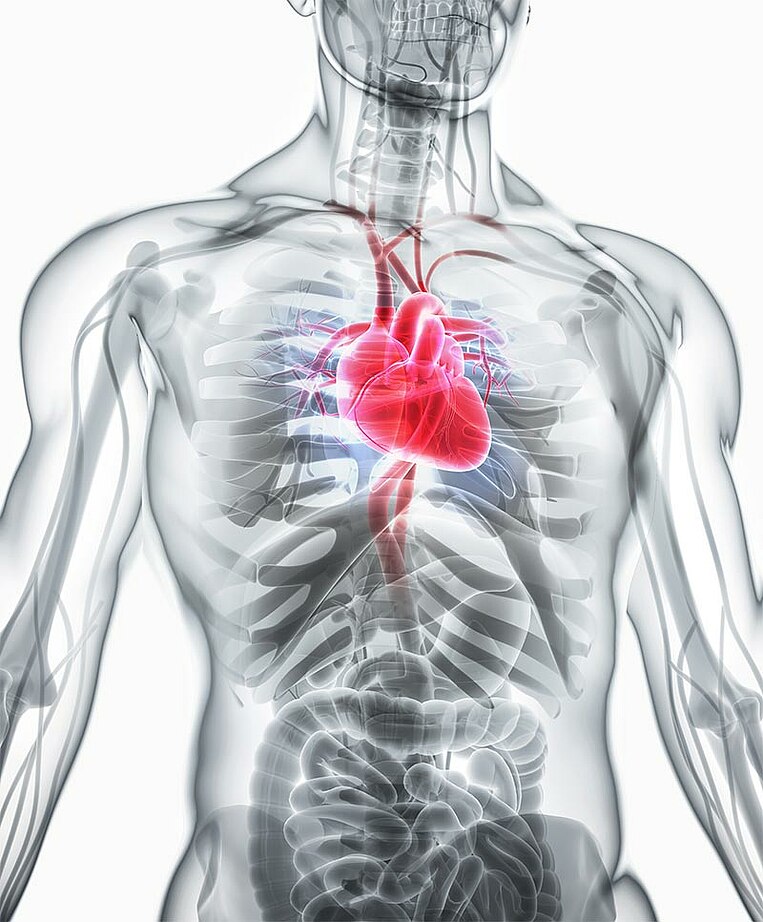 Illustration Herz im Körper Illustration Herz im Körper