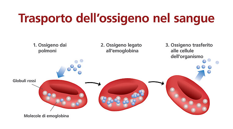 Immagine che illustra il trasporto dell’ossigeno nel sangue Immagine che illustra il trasporto dell’ossigeno nel sangue