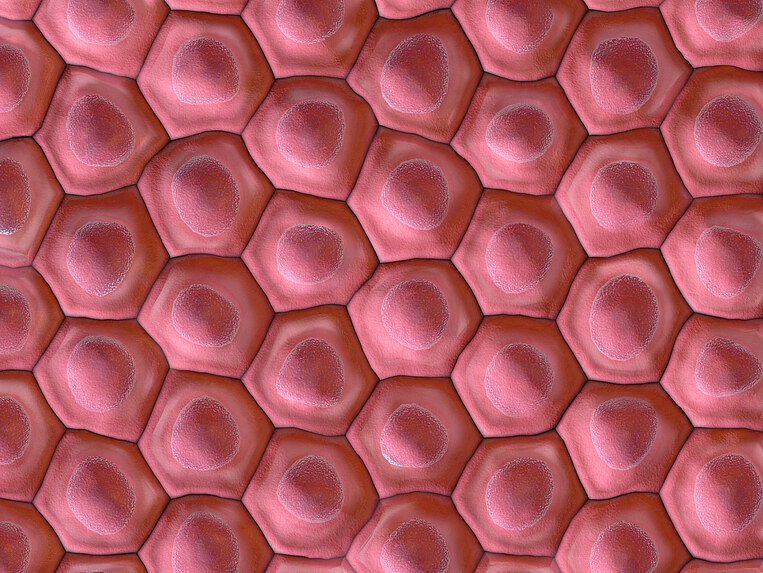 Immagine delle cellule dell’herpes Immagine delle cellule dell’herpes