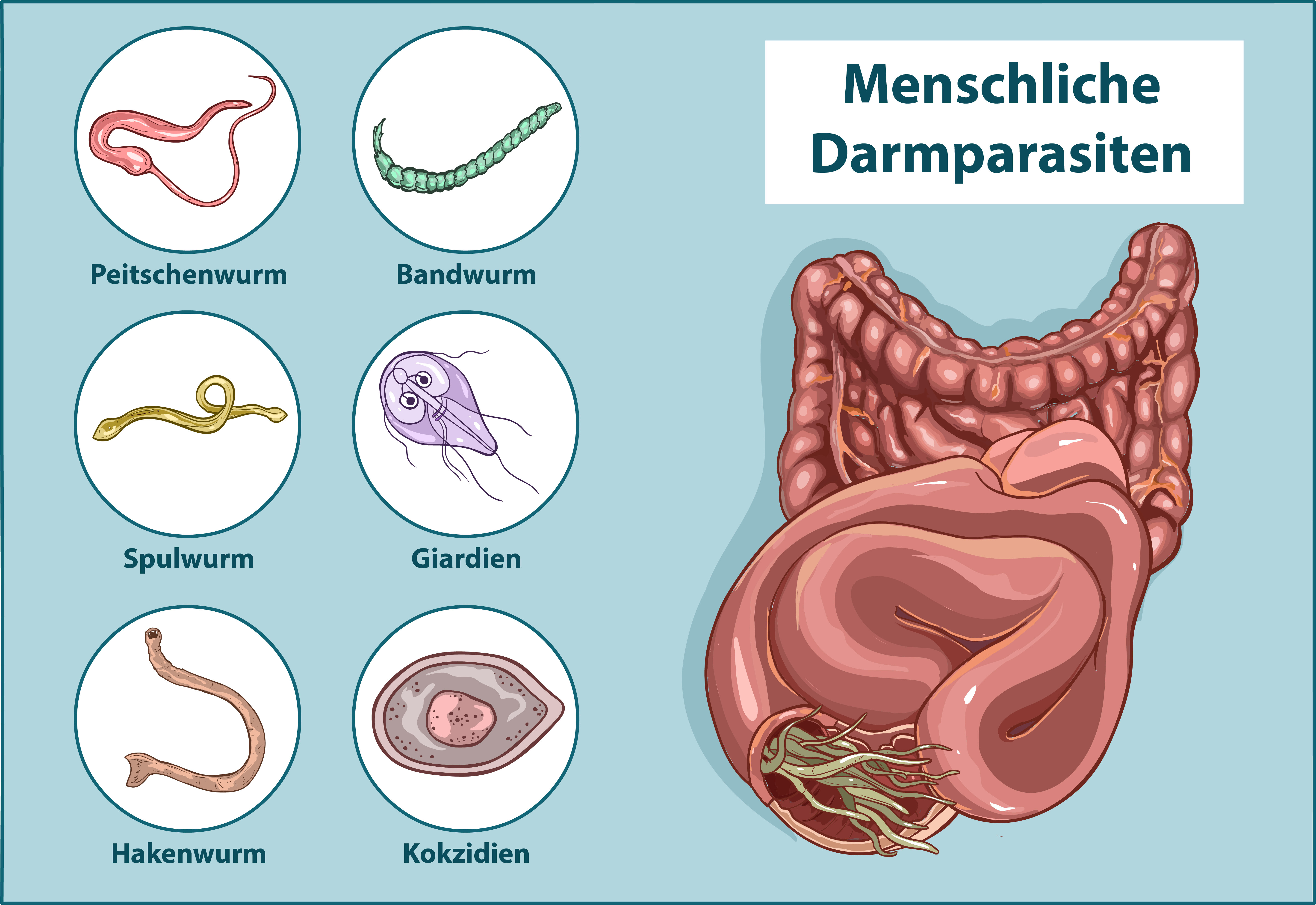 giardien mensch zu mensch