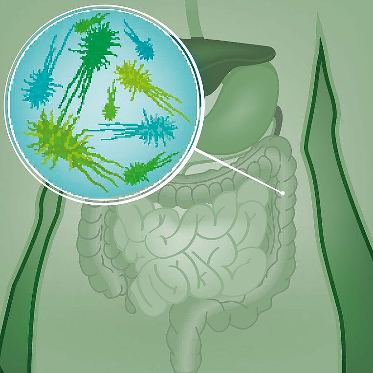 Darm mit Bakterienflora Darm mit Bakterienflora
