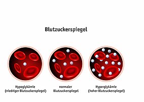 Stoffwechsel & Hormonsystem – VitaminDoctor