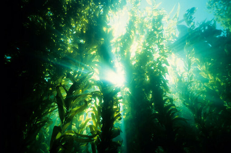Algen Unterwasser Algen Unterwasser