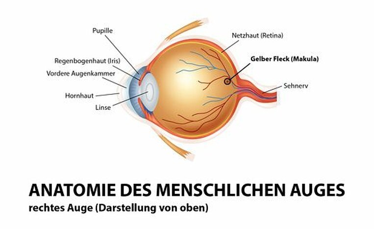 Illustration der Anatomie eines Auges Illustration der Anatomie eines Auges
