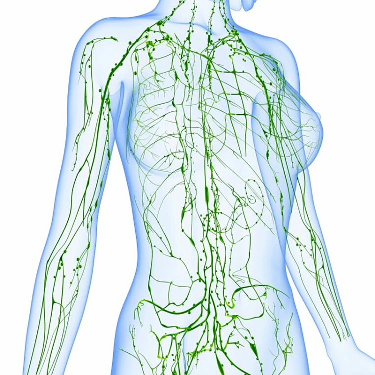 Illustration vom menschlichen Lymphsystem Illustration vom menschlichen Lymphsystem