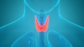 Rappresentazione schematica di una tiroide nel corpo umano
