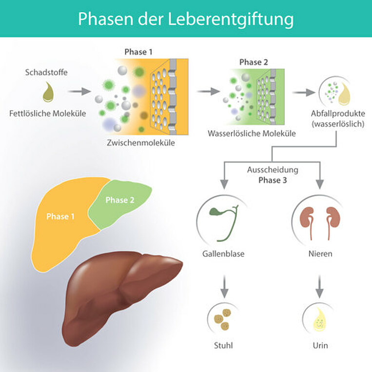 Phasen der Leberentgiftung Phasen der Leberentgiftung