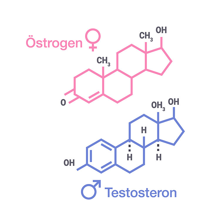 Illustration der Östrogen und Testosteron Moleküle Illustration der Östrogen und Testosteron Moleküle
