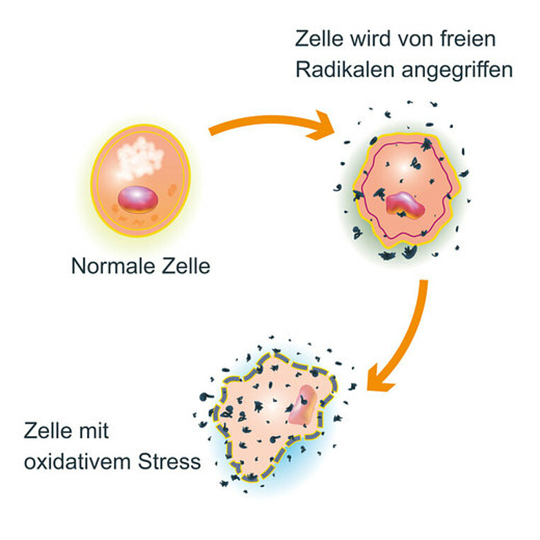 Entstehung von oxidativem Stress Entstehung von oxidativem Stress