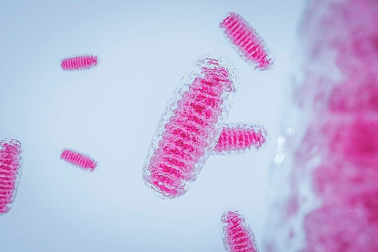 Immagine di mitocondri Abbildung von Mitochondrien