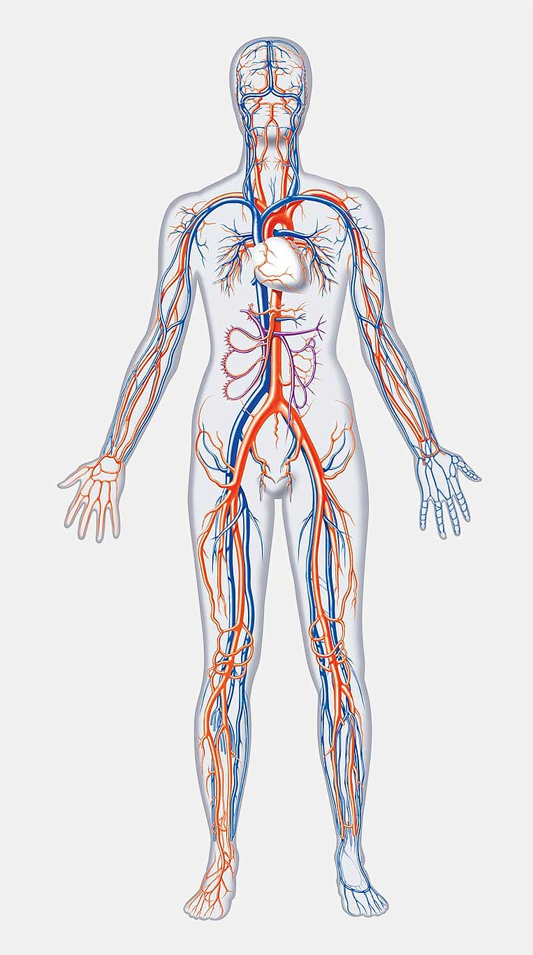 Umrandung eines menschlichen Körpers mit Einzeichnung des Blutkreislaufes Umrandung eines menschlichen Körpers mit Einzeichnung des Blutkreislaufes
