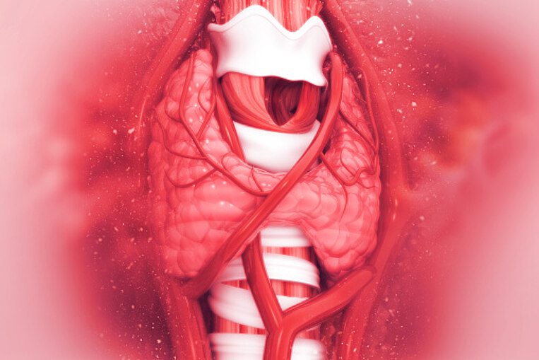 Grafische Darstellung der Schilddrüse Grafische Darstellung der Schilddrüse