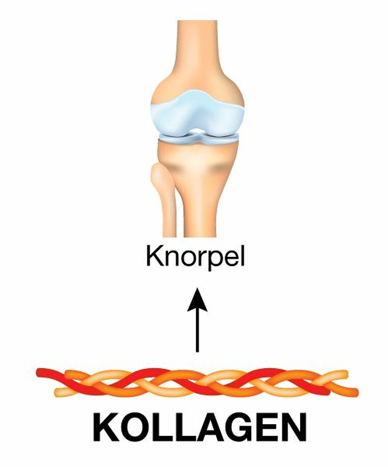Illustration von Kollagen und Knorpel in einem Gelenk Illustration von Kollagen und Knorpel in einem Gelenk