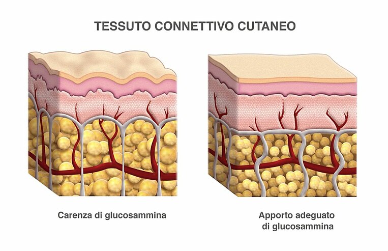 Sezione trasversale del tessuto connettivo della pelle umana Sezione trasversale del tessuto connettivo della pelle umana
