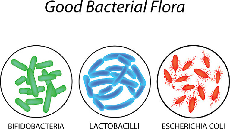 Image of healthy intestinal flora Image of healthy intestinal flora