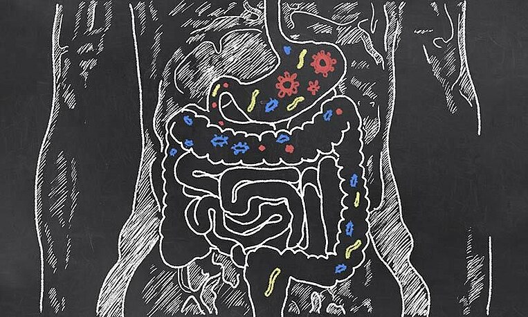 Disegno dell'intestino umano con rappresentazione di batteri Zeichnung des menschlichen Darmtraktes mit Einzeichnung von Bakterien