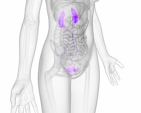 Immagine di un corpo con indicazione dell'apparato urinario