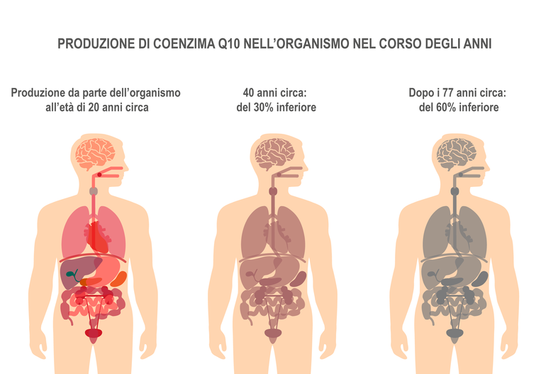 Illustrazione di tre corpi umani in cui viene mostrata la produzione di coenzima Q10 da parte dell'organismo nel corso degli anni. Illustrazione di tre corpi umani in cui viene mostrata la produzione di coenzima Q10 da parte dell'organismo nel corso degli anni.