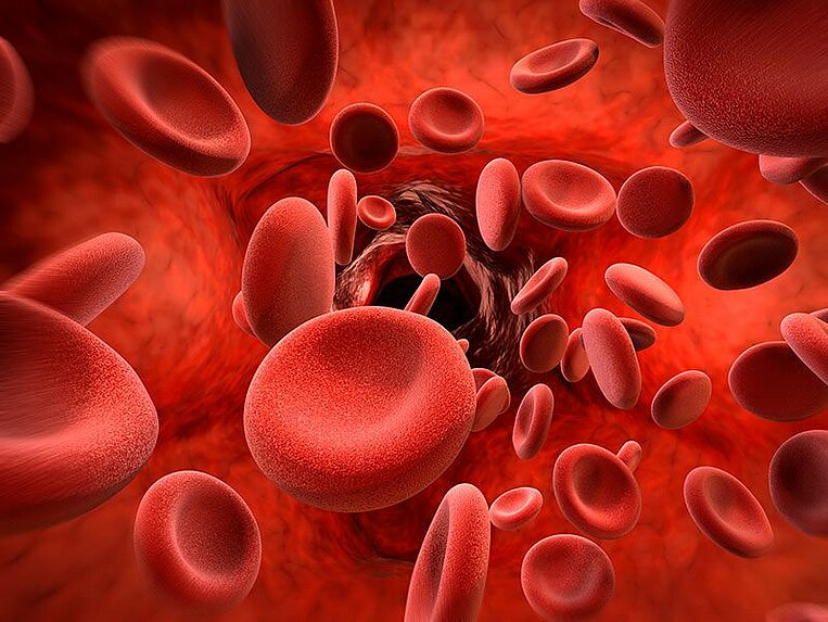 Rote Blutkörperchen in der Vene Rote Blutkörperchen in der Vene