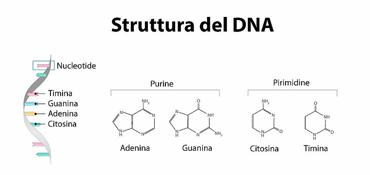 Immagine della struttura del DNA Immagine della struttura del DNA