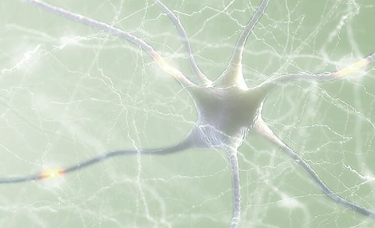 Immagine di un neurone Immagine di un neurone