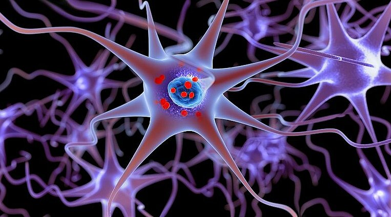 Abbildung eines Neurons Abbildung eines Neurons