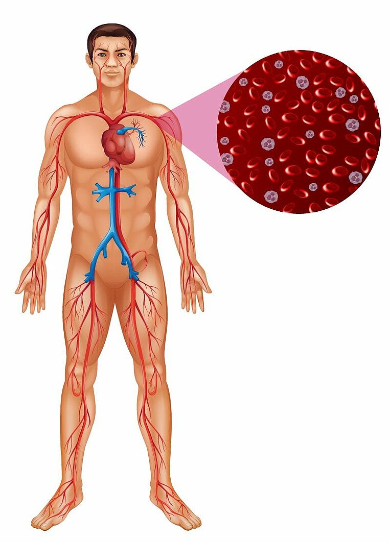 Illustrazione schematica della circolazione sanguigna nel corpo umano Illustrazione schematica della circolazione sanguigna nel corpo umano