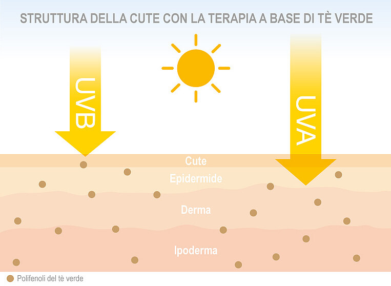 Immagine della struttura della pelle di chi riceve radiazione UV e consuma tè verde. Immagine della struttura della pelle di chi riceve radiazione UV e consuma tè verde.