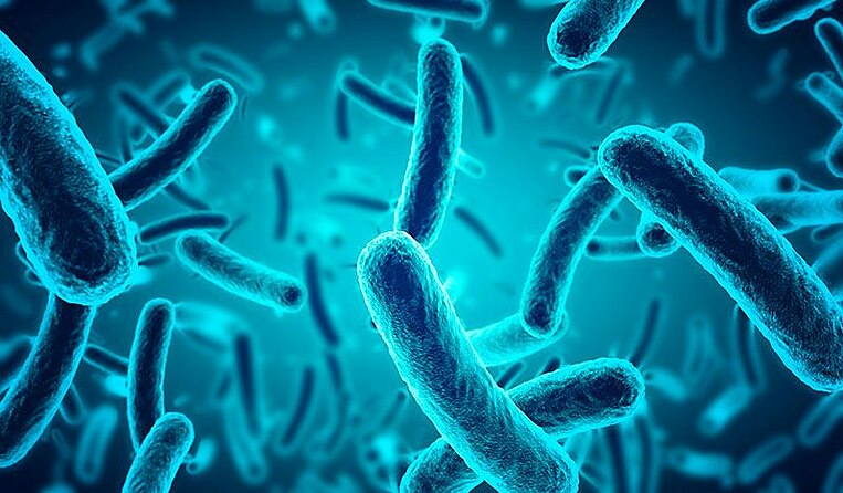 Immagine di batteri intestinali umani Immagine di batteri intestinali umani