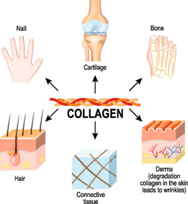 Illustration of collagen and cartilage in a joint. Illustration of collagen and cartilage in a joint.