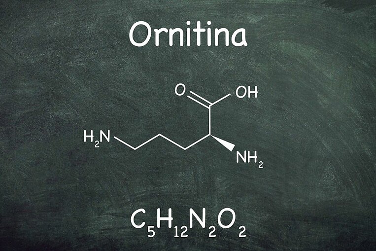 Formula chimica dell’ornitina Formula chimica dell’ornitina