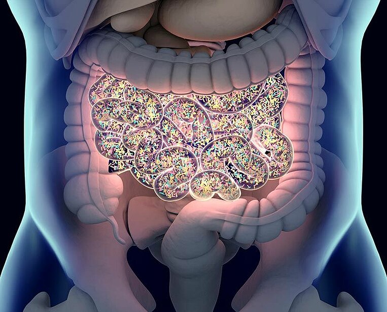 Immagine degli intestini nel corpo umano Immagine degli intestini nel corpo umano
