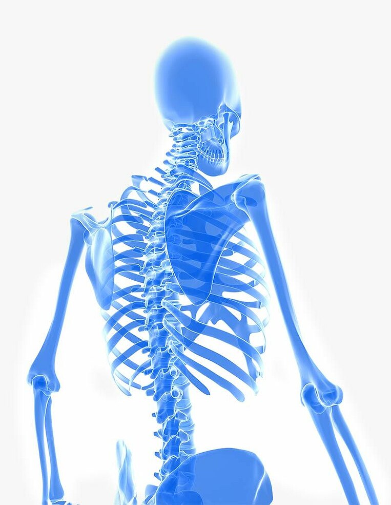 Skelett von hinten Skelett von hinten