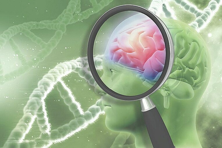 Illustration Lupe und menschliches Gehirn Illustration Lupe und menschliches Gehirn