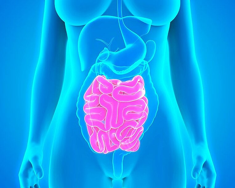 Illustrazione schematica dell’intestino nel corpo umano Illustrazione schematica dell’intestino nel corpo umano