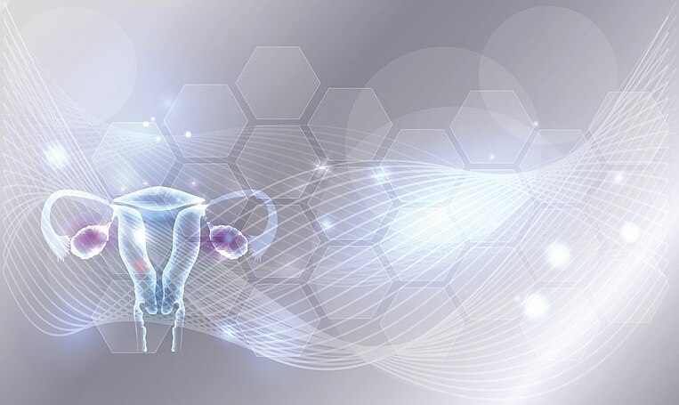 Illustration von Eierstöcken Illustration von Eierstöcken