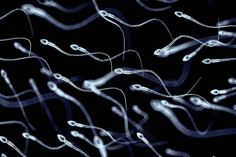 Illustrative Darstellung von Spermien Illustrative Darstellung von Spermien